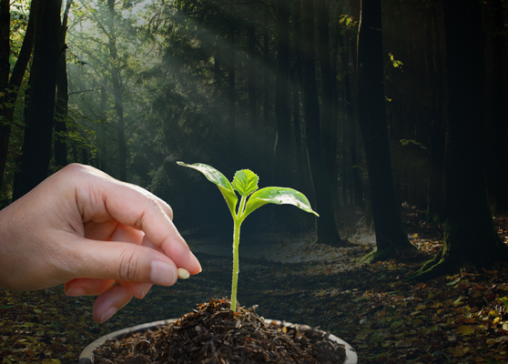 Benih di Tanah yang Baru Benih di Tanah yang Baru